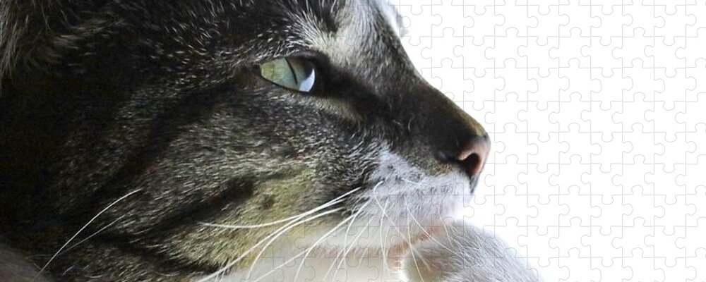 Why Predicting Pixels Won’t Give AI Human-Level Understanding
